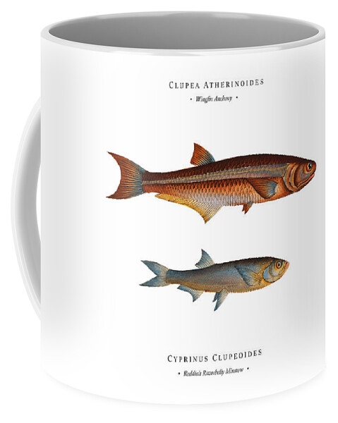 Illustration Coffee Mug featuring the digital art Vintage Fish Illustration - Wingfin Anchovy, Reddiah Razorbelly Minnow by Studio Grafiikka