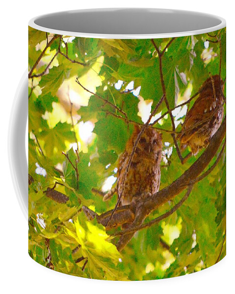 Eastern Screech Owls Coffee Mug featuring the photograph Visitors in my Backyard by Stacie Siemsen