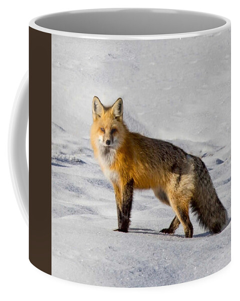Fox Coffee Mug featuring the photograph Vixen by Carolyn Mickulas