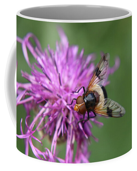 Volucella Pellucens Coffee Mug featuring the photograph Volucella pellucens sitting and standing on red clover trying find some sweet by Vaclav Sonnek