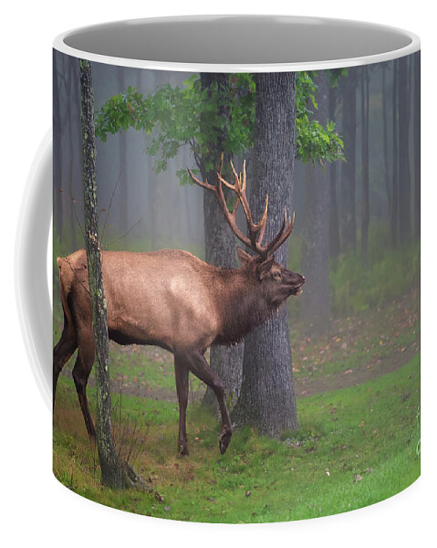 Elk Coffee Mug featuring the photograph Wapiti Woods - Elk in the wilderness by Rehna George