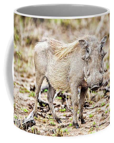 Wild Coffee Mug featuring the photograph Warthog in Sabi Sabi by Scott Pellegrin