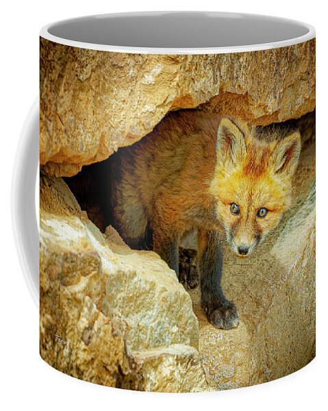 Fox Coffee Mug featuring the photograph Wary Fox Kit by Fred J Lord