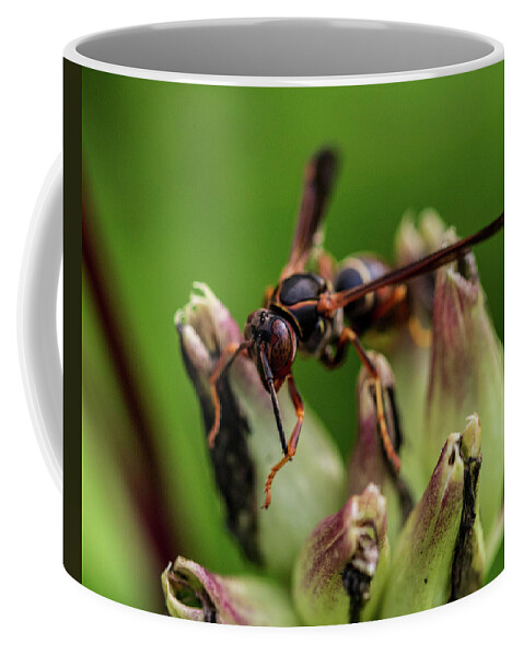 Insects Coffee Mug featuring the photograph Wasp - Macro Photography by Amelia Pearn