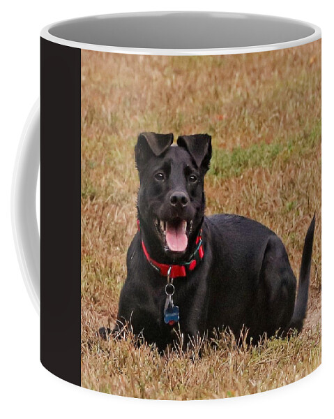 Dog Coffee Mug featuring the photograph Watchful by John Linnemeyer