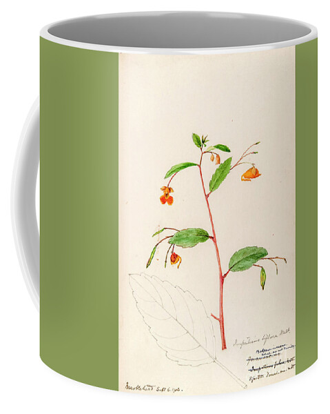 Water-color Coffee Mug featuring the painting water-color sketches by Helen Sharp Vol 10 p19 by Botany