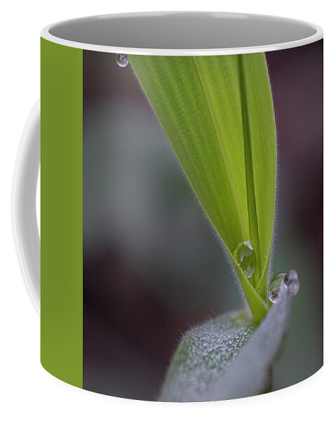 Water Coffee Mug featuring the photograph Water Drop On Grass by Karen Rispin