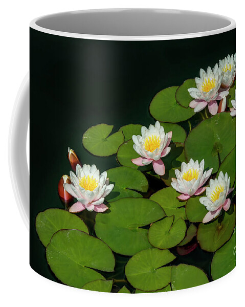 Water Lilies Coffee Mug featuring the photograph Water Lilies, 1 by Glenn Franco Simmons
