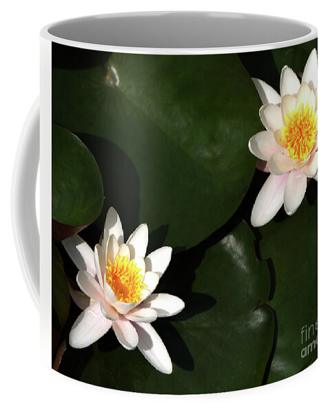 Water Coffee Mug featuring the photograph Water Lilly's by Stephen Melia