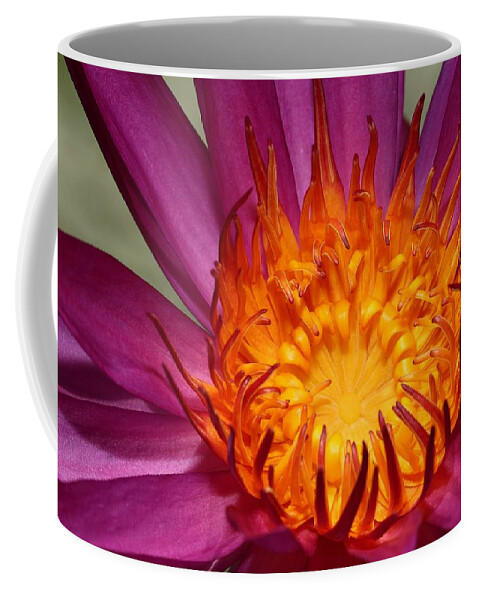 Water Lily Coffee Mug featuring the photograph Water Lily on Fire by Mingming Jiang
