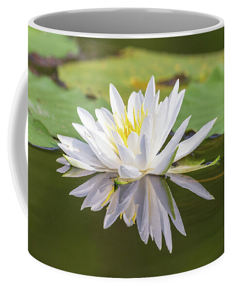 Brunet Island Coffee Mug featuring the photograph Water Lily by Paul Schultz