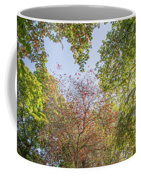 Waterfall Walk Coffee Mug featuring the photograph Waterfall Walk Trees Fall 1 by Edmund Peston