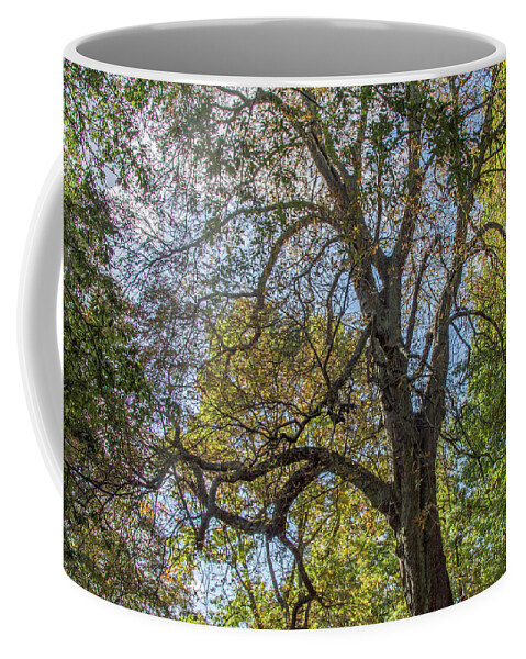 Waterlow Park Coffee Mug featuring the photograph Waterlow Park Trees Fall 4 by Edmund Peston