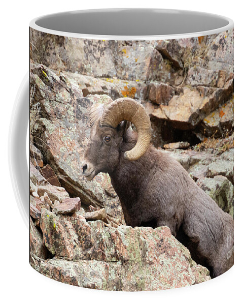 Bighorn Sheep Coffee Mug featuring the photograph Waterton Bighorn on the Rocks by Steven Krull