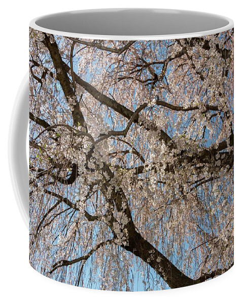 Cherry Coffee Mug featuring the photograph Weeping Cherry in Spring by Liza Eckardt