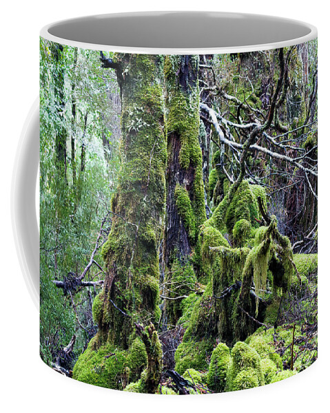 Tasmania Coffee Mug featuring the photograph Weindorfer's Forest, Cradle Mountain,Tasmania, Australia by Elaine Teague