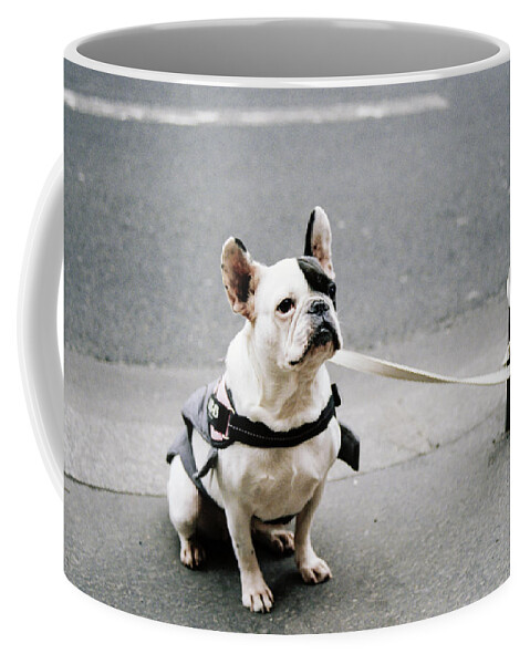 Dog Coffee Mug featuring the photograph Well Behaved Dog Waiting For Owner by Barthelemy De Mazenod