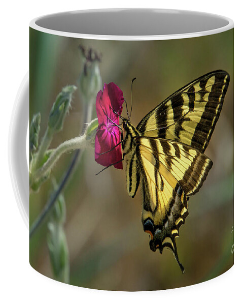 Western Tiger Swallowtail Coffee Mug featuring the photograph Western Tiger Swallowtail on Rose Campion Flower #3 by Nancy Gleason