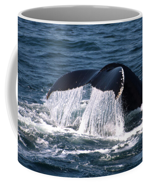 Whale Coffee Mug featuring the photograph Whale Fluke by Flinn Hackett