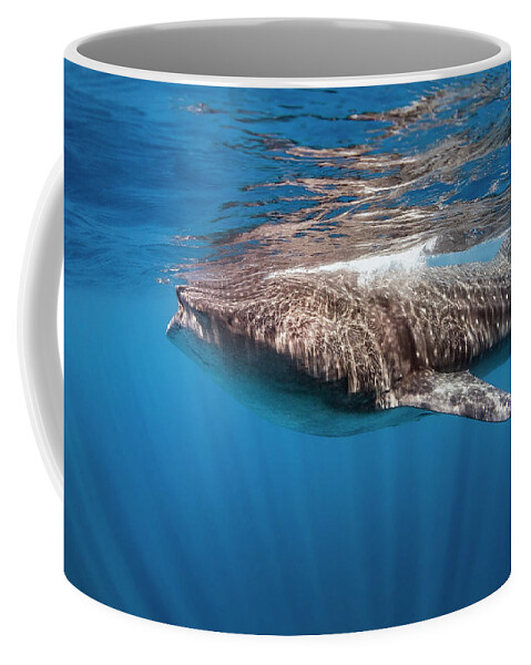 Holbox Coffee Mug featuring the photograph whale shark - Rhincodon typus by Olivier Parent