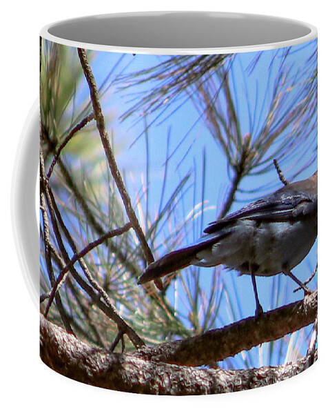 Bluejay Stellar's Bluejay Wild Bird Bird Nature Wildlife Wildlife Photography Nature Photography  Coffee Mug featuring the photograph What is That? by Laura Putman