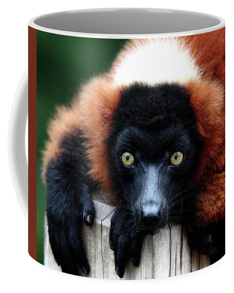Red Ruffed Lemur Coffee Mug featuring the photograph Whatchya Lookin At by Lens Art Photography By Larry Trager