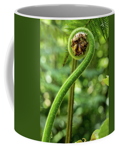 Spring Coffee Mug featuring the photograph What's New Fiddlehead by Leslie Struxness