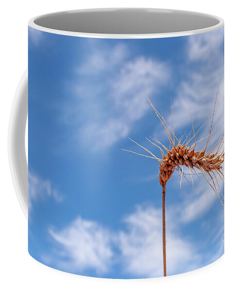 Wheat Coffee Mug featuring the photograph Wheat by Daniel M Walsh