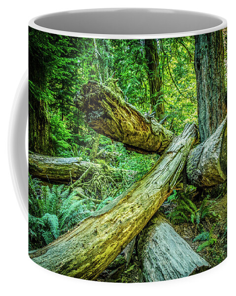 Old Growth Forest Coffee Mug featuring the photograph When the Wind Blows Cathedral Grove by Roxy Hurtubise