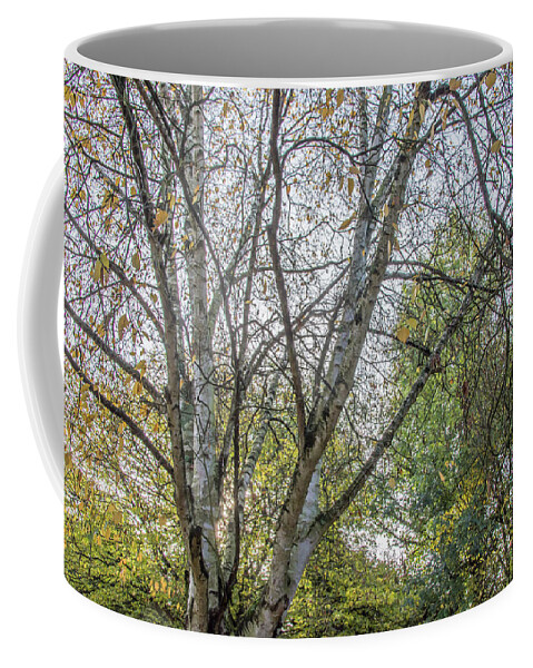 Whetstone Stray Coffee Mug featuring the photograph Whetstone Stray Trees Fall 5 by Edmund Peston