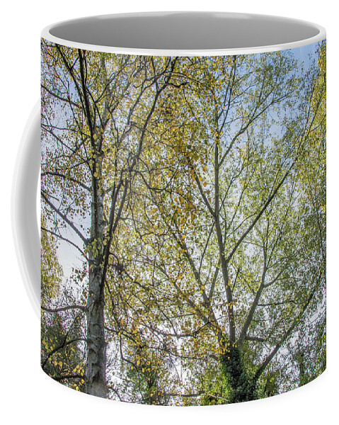 Whetstone Stray Coffee Mug featuring the photograph Whetstone Stray Trees Fall 8 by Edmund Peston