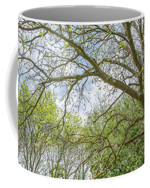 Whetstone Stray Coffee Mug featuring the photograph Whetstone Stray Trees Spring 3 by Edmund Peston