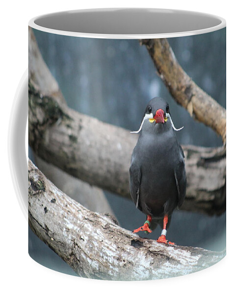 Birds Coffee Mug featuring the photograph Whiskers by Jean Wolfrum