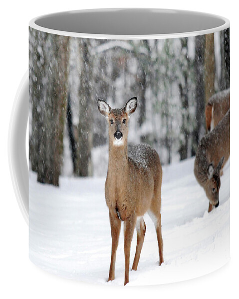 Winter Coffee Mug featuring the photograph Winter Whitetails by Christina Rollo