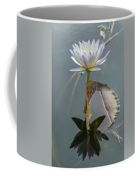 Lily Coffee Mug featuring the photograph White and Purple Water Lily by Cate Franklyn