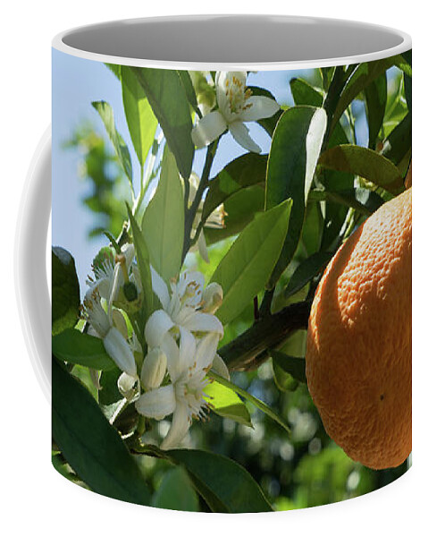 Orange Blossom Coffee Mug featuring the photograph White blossoms, ripe oranges and floral beauty in the Mediterranean sunlight by Adriana Mueller