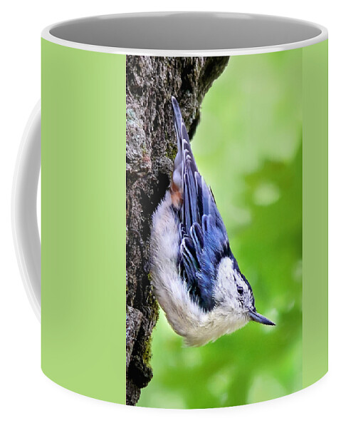 Nuthatch Coffee Mug featuring the photograph White Breasted Nuthatch by Christina Rollo