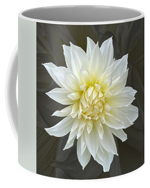 Dahlia Coffee Mug featuring the photograph White Cactus Dahlia by Jerry Abbott