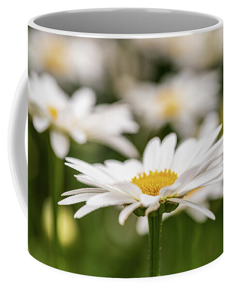 Flower Coffee Mug featuring the photograph White Daisy Flower by Amelia Pearn