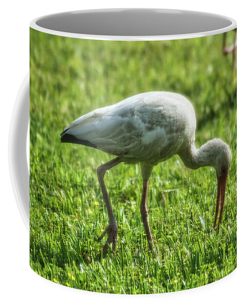Bird Coffee Mug featuring the photograph White Ibis Feeding Time by Portia Olaughlin