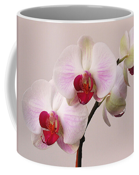 Orchid Coffee Mug featuring the photograph White Orchid by Juergen Roth
