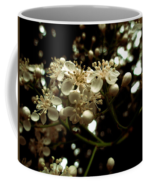 Photinia Coffee Mug featuring the photograph White Photinia Flowers by W Craig Photography