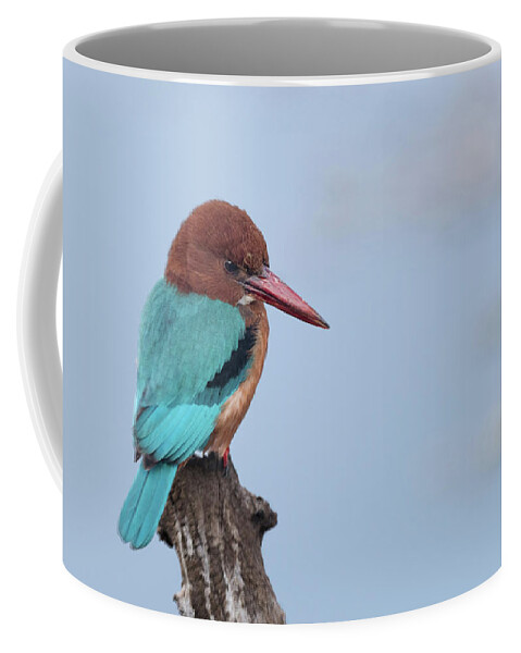 White Throated Kingfisher Coffee Mug featuring the photograph White throated Kingfisher by Puttaswamy Ravishankar