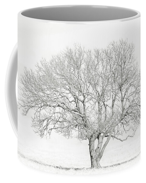 Tree Coffee Mug featuring the photograph White Wash by Chuck Rasco Photography