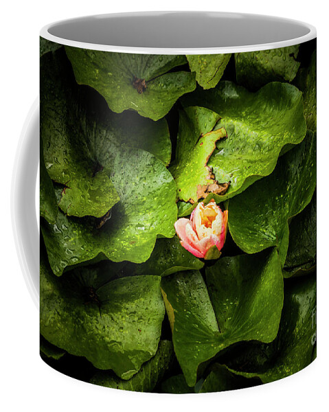 Natural Coffee Mug featuring the photograph White Water-Lily by Jorgo Photography