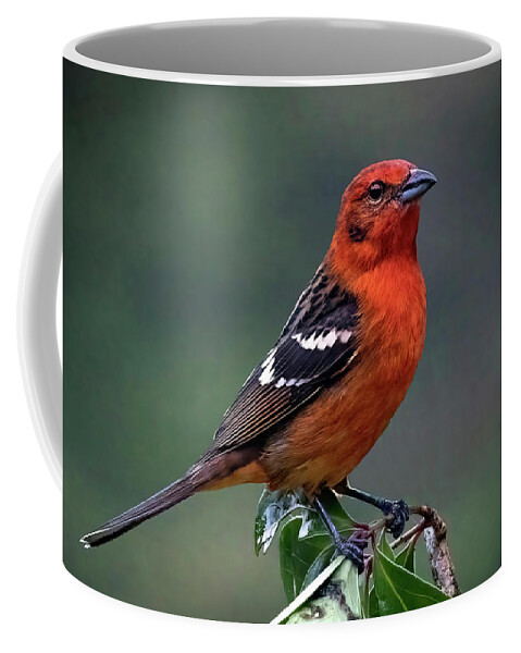 Gary Johnson Coffee Mug featuring the photograph White-Winged Tanager by Gary Johnson