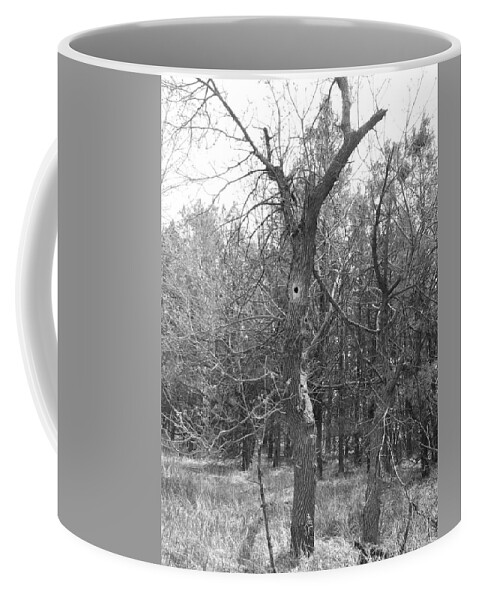 Tree Coffee Mug featuring the photograph Who Lives In The Hollow Tree by Amanda R Wright