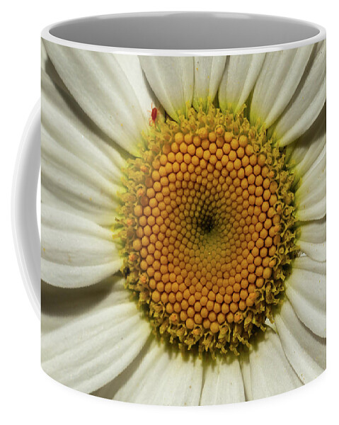 Asteraceae Coffee Mug featuring the photograph Wild Daisy with a small bug by SAURAVphoto Online Store