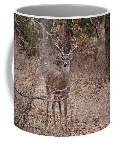 Deer Coffee Mug featuring the photograph Wild Deer Buck Texas Oak Forest by Gaby Ethington