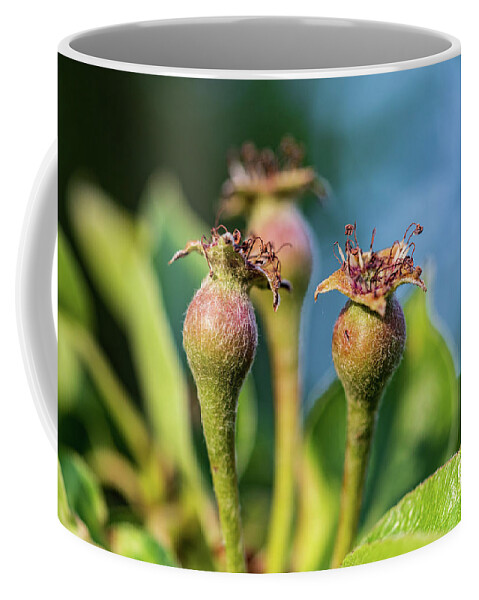 Trees Coffee Mug featuring the photograph Wild Pear Tree - Nature Photography by Amelia Pearn